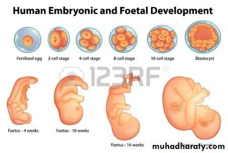 Cellular Development and Differentiation