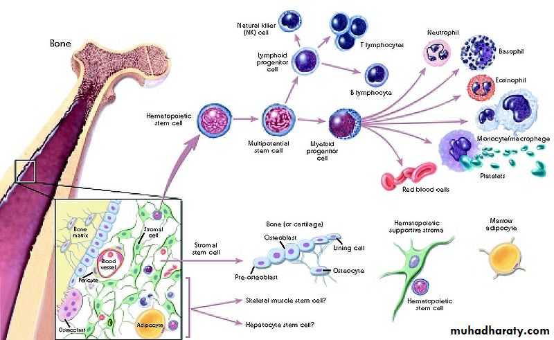 Cellular Development and Differentiation