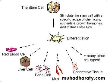 Cellular Development and Differentiation