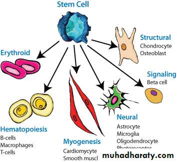 Cellular Development and Differentiation