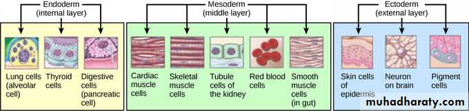 Cellular Development and Differentiation