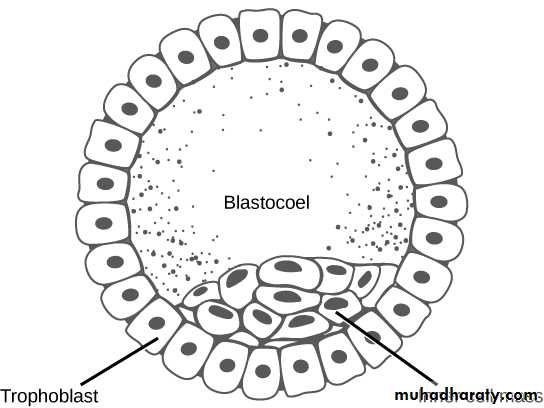 Cellular Development and Differentiation