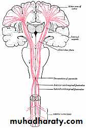 ALS and DEmntia
