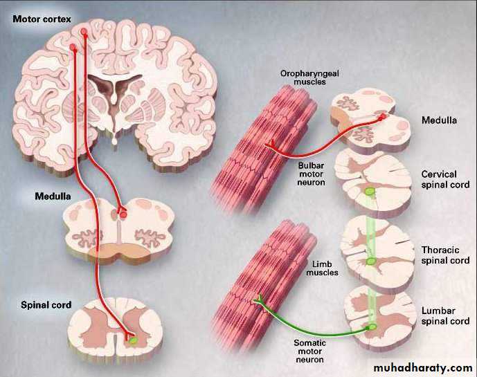 ALS and DEmntia