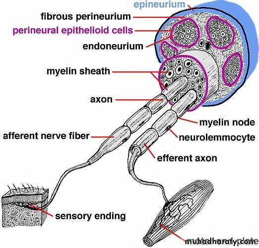 Periphral neuropathy