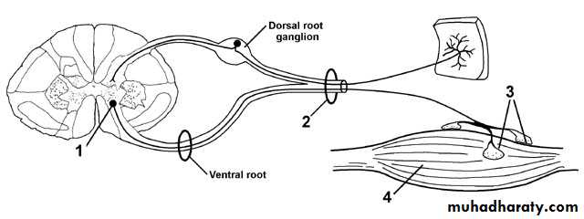 Periphral neuropathy