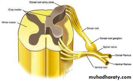 Periphral neuropathy