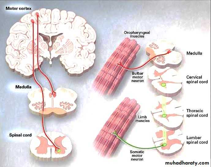 ALS and DEmntia