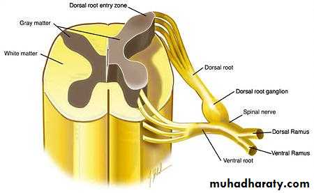 ALS and DEmntia