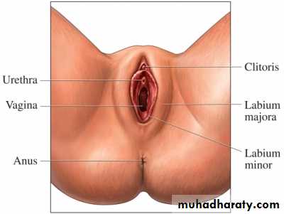 disease of vulva 2