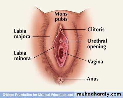 disease of vulva 2