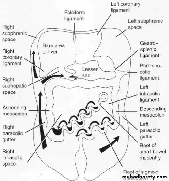 Endoscopic GIT