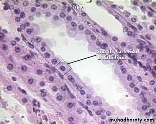 Nucleus