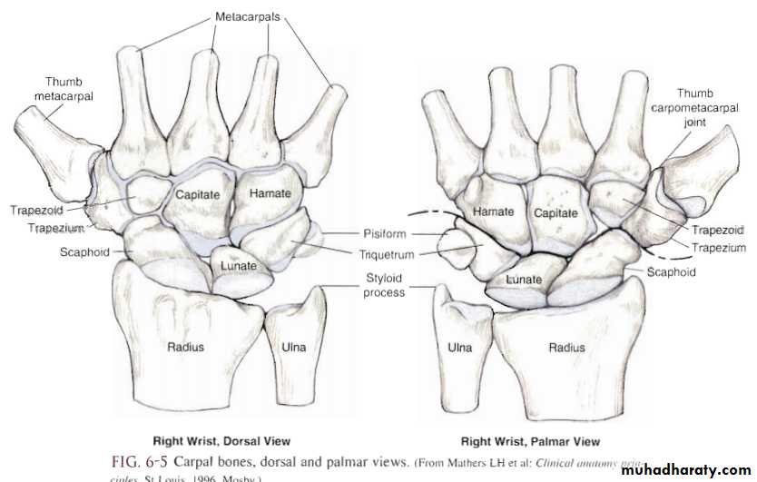 Upper limbs orthopedic