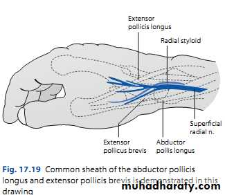 Upper limbs orthopedic