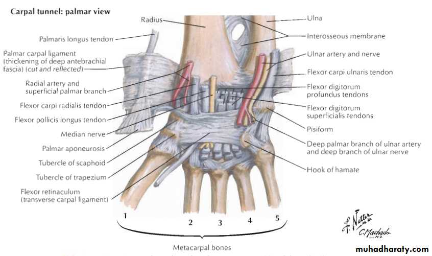 Upper limbs orthopedic