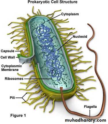 cell type