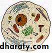 cell type