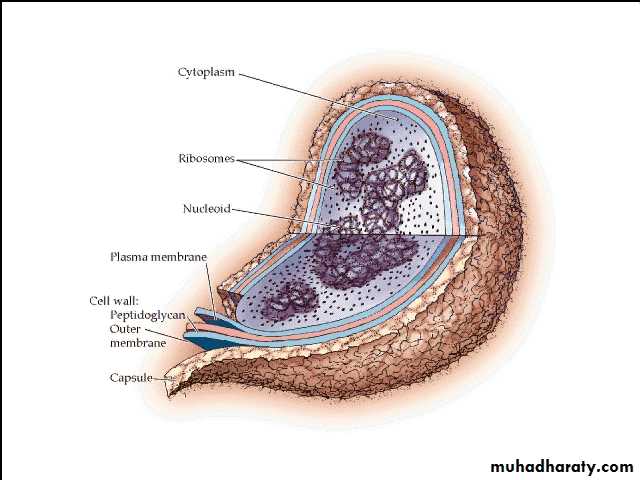 cell type