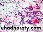 cell type