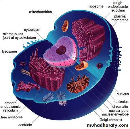 cell type