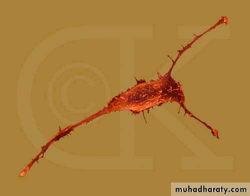cell type