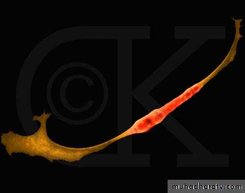 cell type