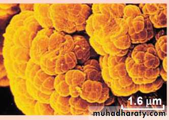 cell type