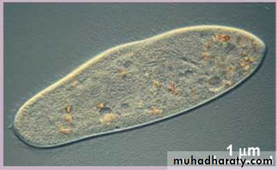 cell type