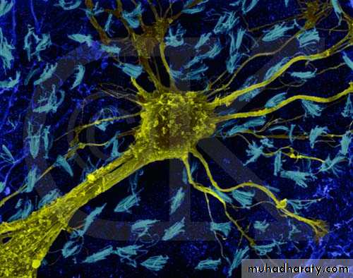 cell type