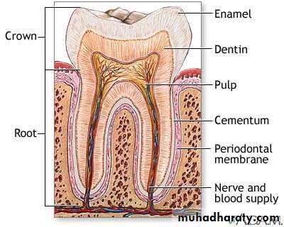 Dentin