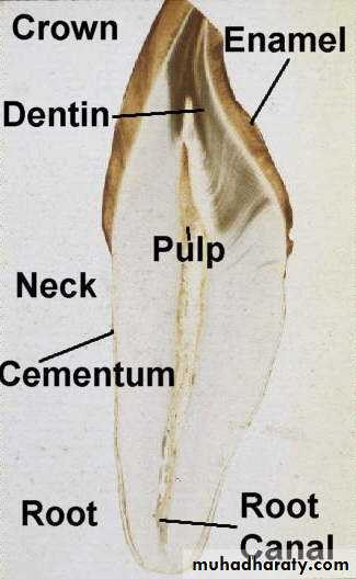 Dentin