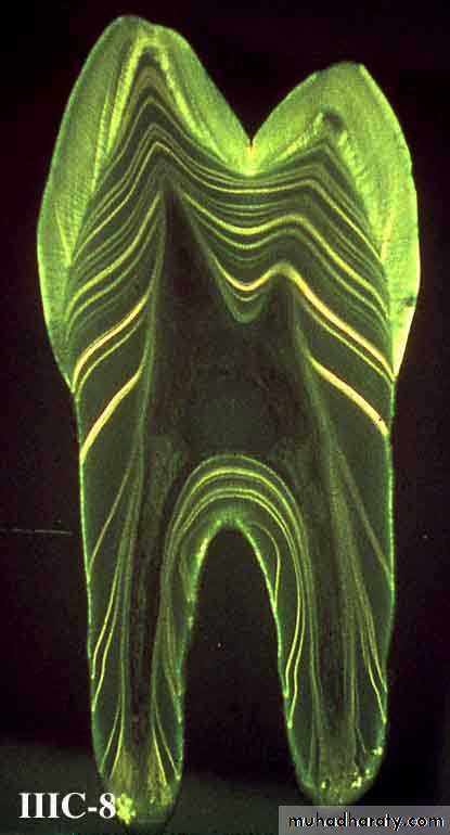 Dentin