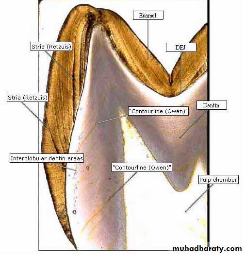 Dentin