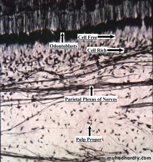 Dentin
