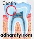 Dentin