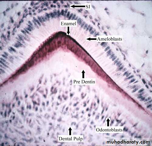 Dentin