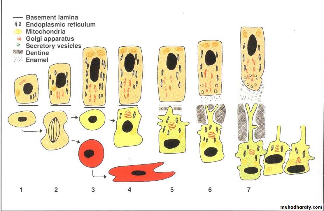 Dentin