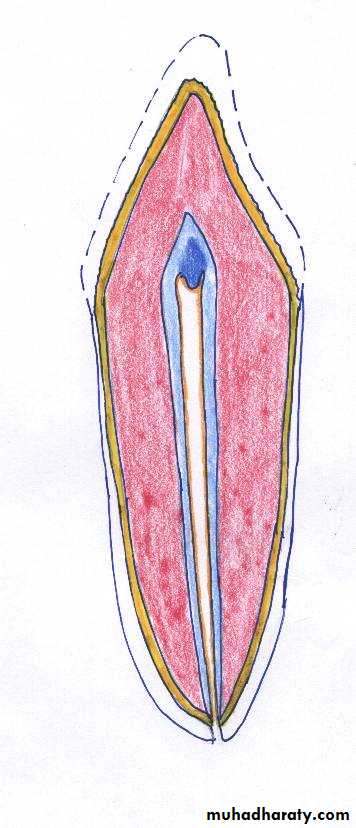 Dentin