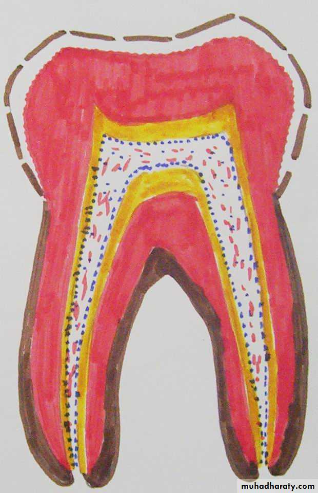 Dentin