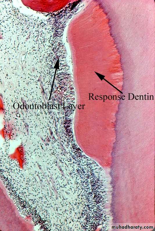 Dentin