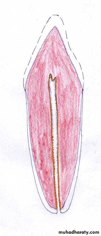 Dentin