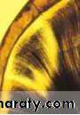 Dentin