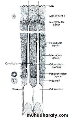 Dentin