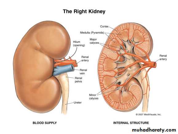 A course in medical terminology