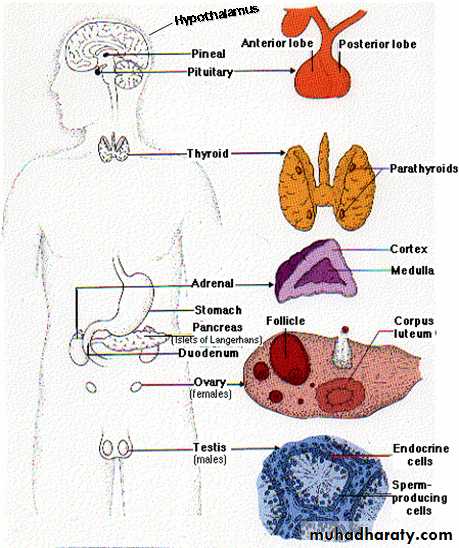 A course in medical terminology