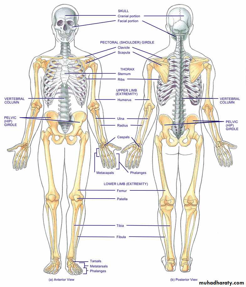 A course in medical terminology