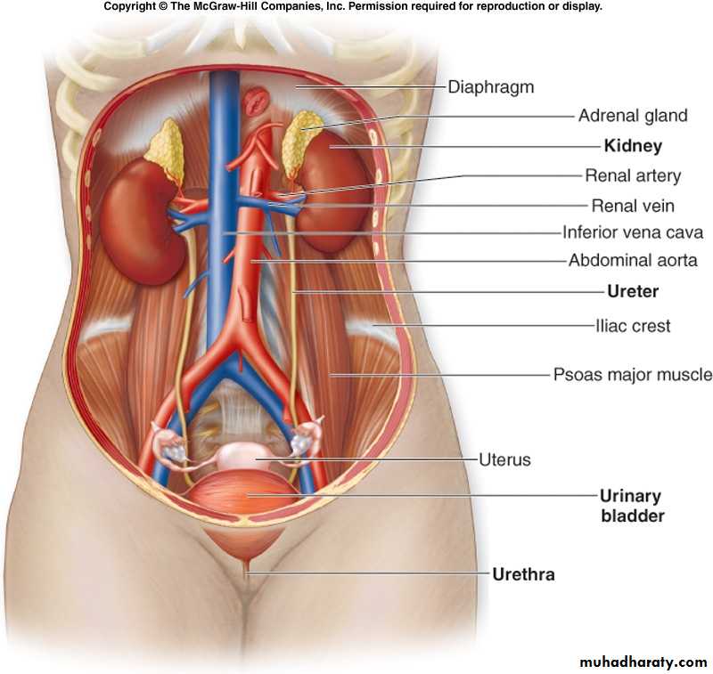 A course in medical terminology