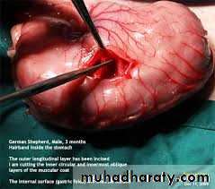 A course in medical terminology