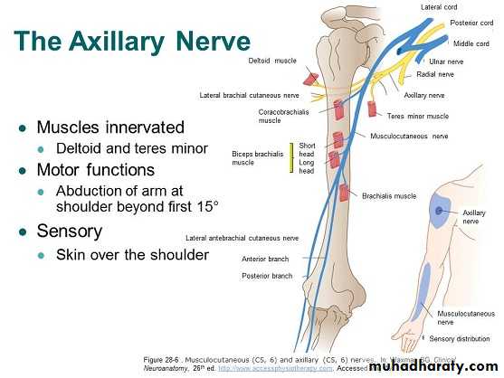 brachial pl